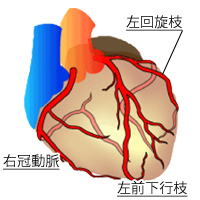 心臓・冠動脈